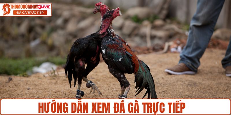 Hướng dẫn xem đá gà trực tiếp tại Thomohomnay