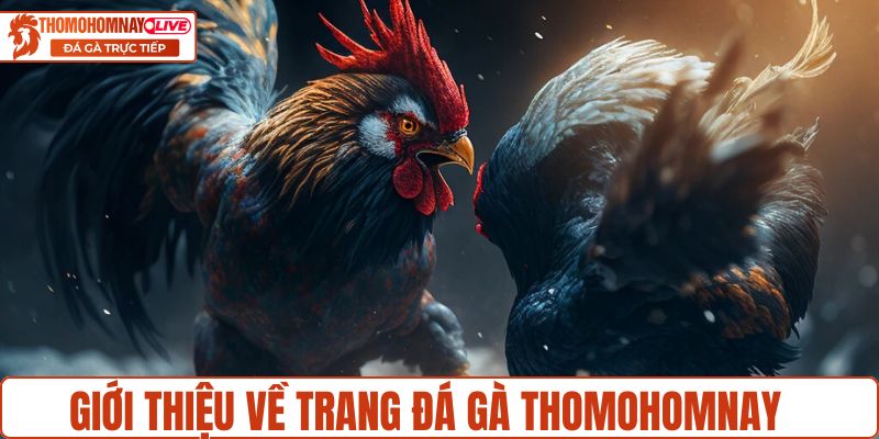 Giới thiệu về trang đá gà Thomohomnay