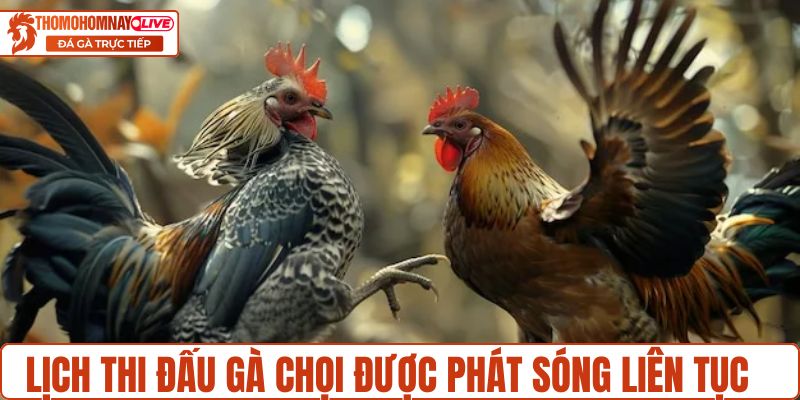 Lịch thi đấu gà chọi được phát sóng liên tục