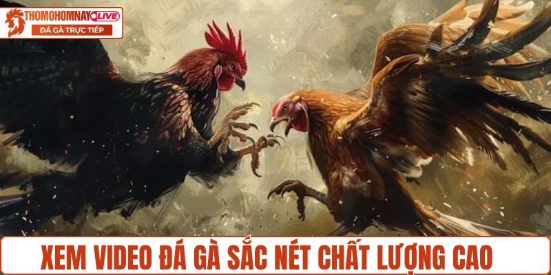 Xem video đá gà sắc nét chất lượng cao