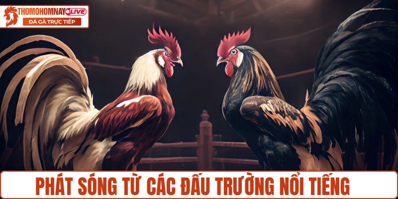Phát sóng trận đấu đá gà từ các đấu trường nổi tiếng