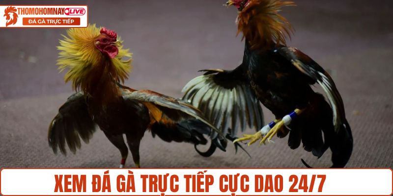 Xem đá gà trực tiếp cực dao 24/7