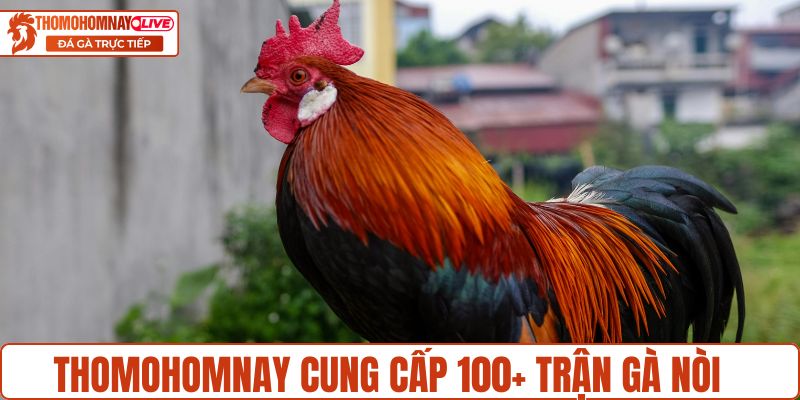 Thomohomnay cung cấp 100+ trận gà nòi kịch tính