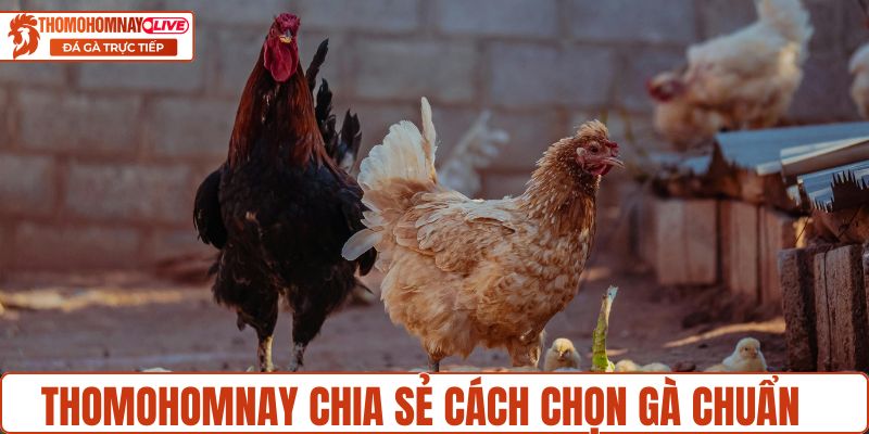 Bạn có thể tham khảo cách chọn gà từ Thomohomnay