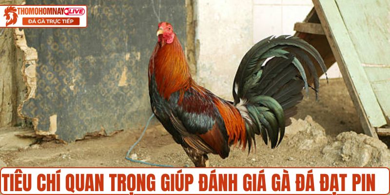Tiêu chí quan trọng giúp đánh giá gà đạt Pin