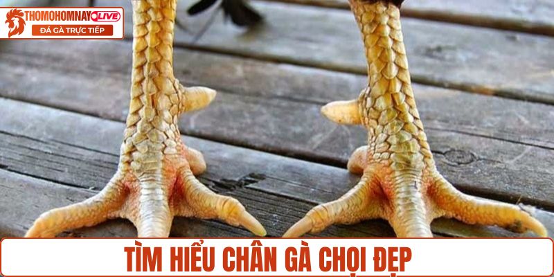 Tìm hiểu thông tin về chân gà chọi đẹp