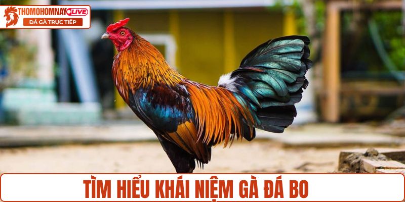 Tìm hiểu khái niệm gà đá bo