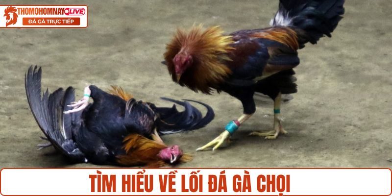 Tìm hiểu thông tin về lối đá gà chọi