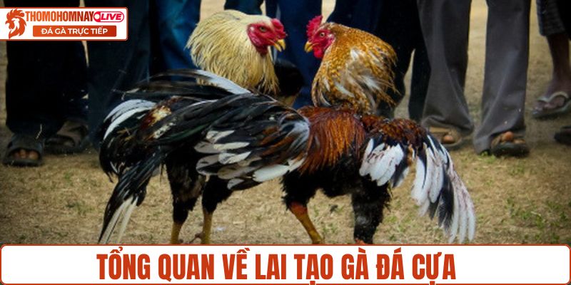 Tổng quan về lai tạo gà đá cựa