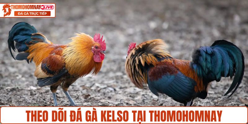 Trải nghiệm các trận đá gà kelso hấp dẫn