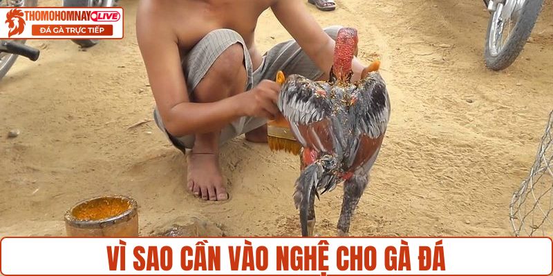 Vì sao cần vào nghệ cho gà đá