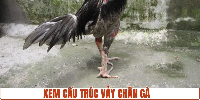 Chọn gà theo cấu trúc của vảy chân