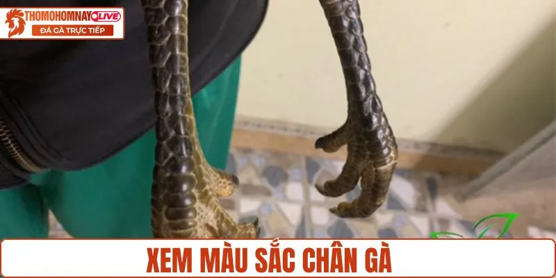 Chọn gà theo màu sắc của chân